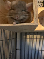 Wooden Tunnel Chinchilla Cage