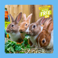 Burgess Excel Junior & Dwarf Rabbit Nuggets with Mint Rabbit Food