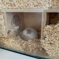 Secret Peep Reptile Vivarium Terrarium House