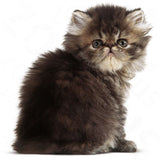 Royal Canin Nourriture pour chaton persan