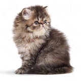 Royal Canin Nourriture pour chaton persan