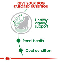 Royal Canin Mini Ageing 12+ in Gravy Dog Food