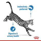 Royal Canin Indoor Sterilised in Jelly Cat Food