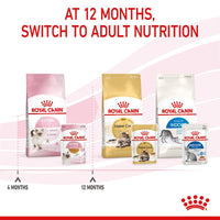 Royal Canin Kitten in Jelly Wet Cat Food