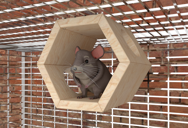 Chinchilla wood best sale house